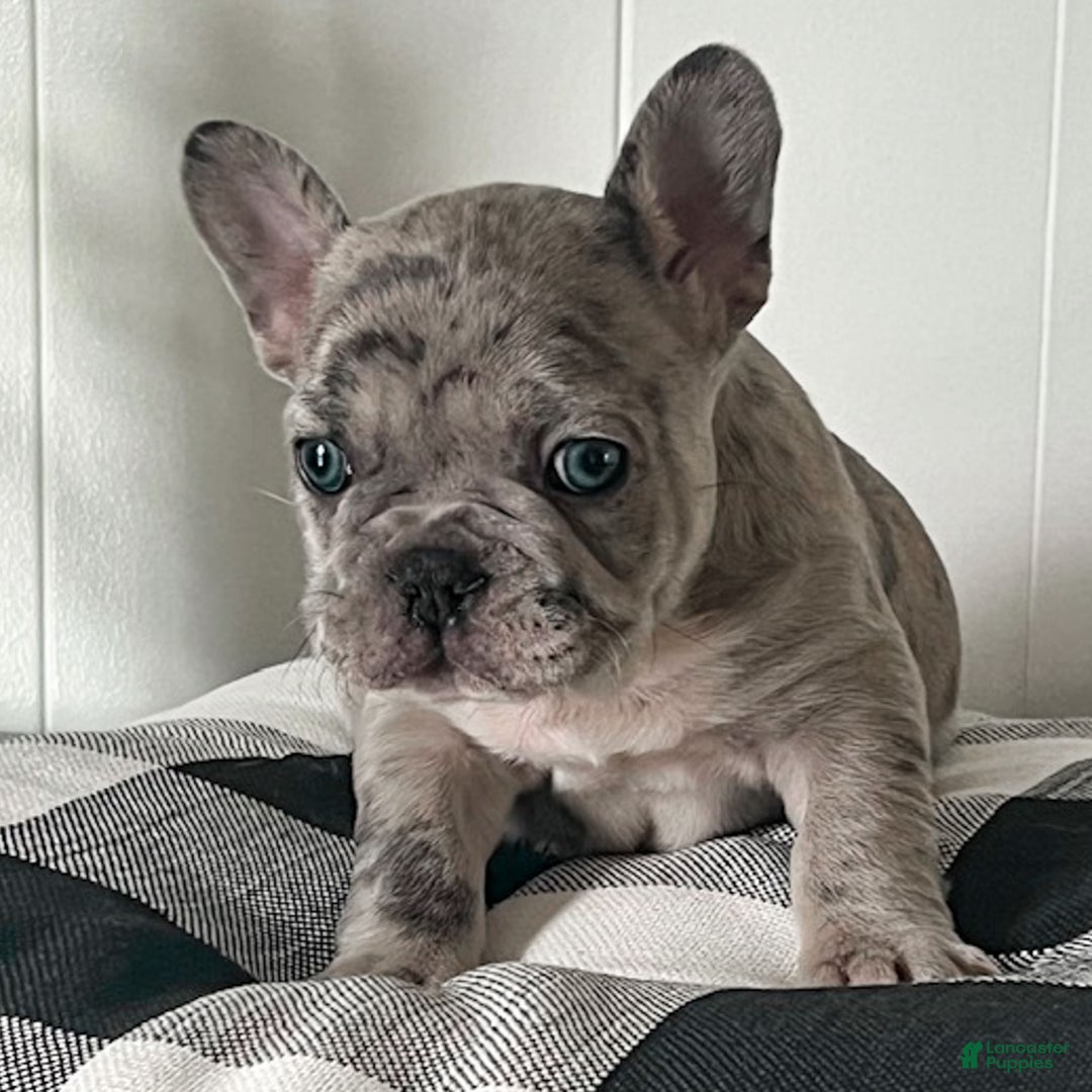 French Bulldog dogs for sale: Oscar - Ad 10