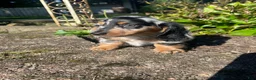 Miniature Dachshund dogs for sale: Buster - Ad 9