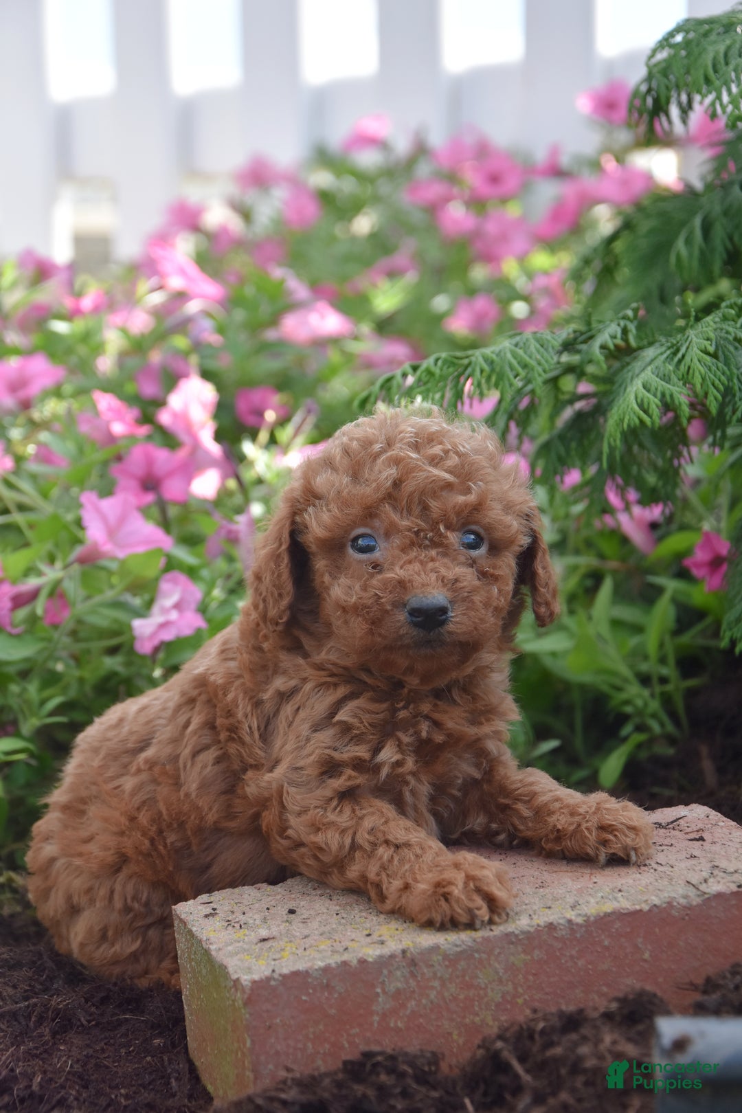 Gallery Image {{count}}