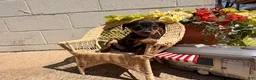 Miniature Pinscher dogs for sale: Jemima - Ad 6