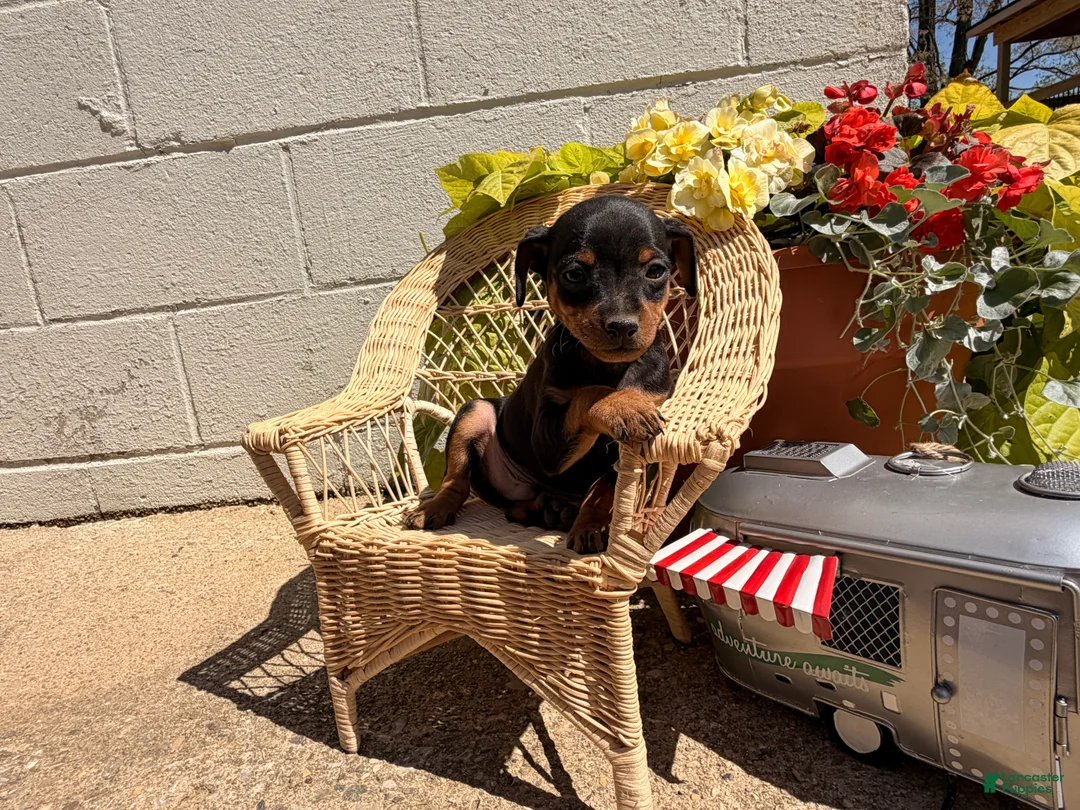 Miniature Pinscher dogs for sale: Jemima - Ad 6