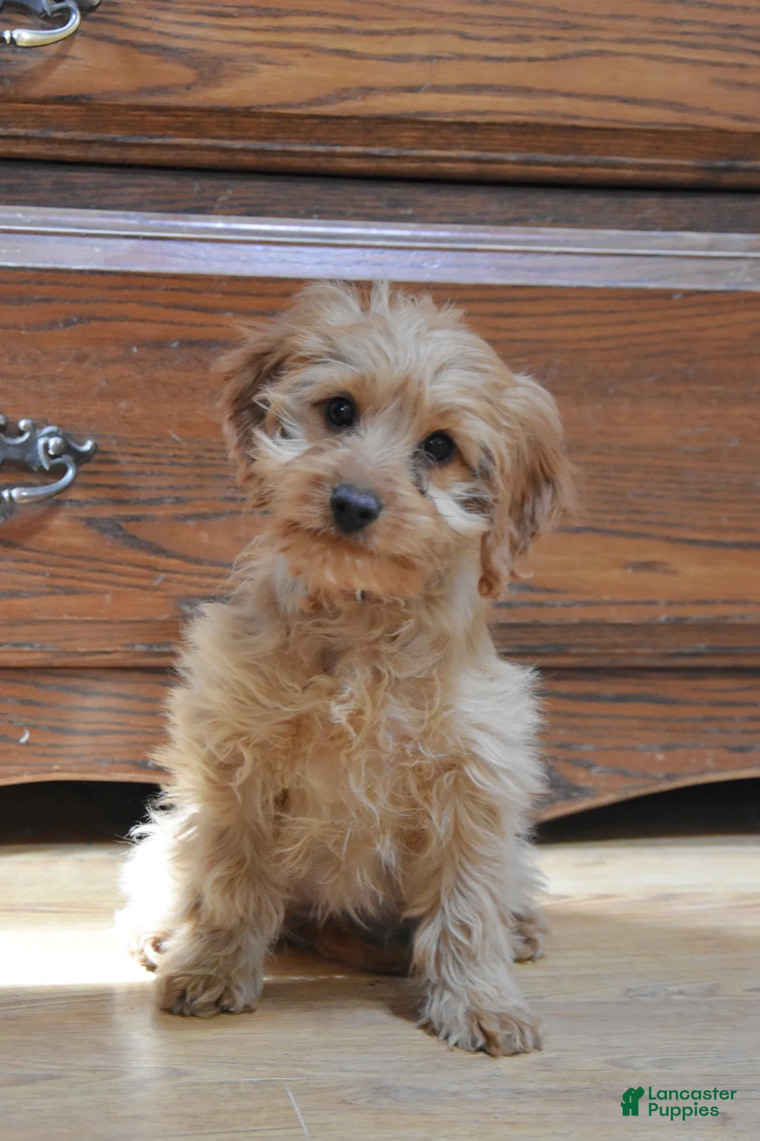 Cockapoo dogs for sale: Polly - Ad 2