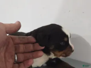 Bernese Mountain Dog dogs Bernese Mountain Dog Puppy 1 - Ad 35