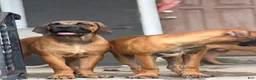 South African Boerboels dogs for sale: LGK ASHUR - Ad 3