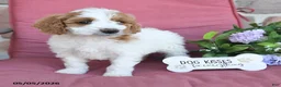 Miniature Poodle dogs for sale: Lilly - Ad 3