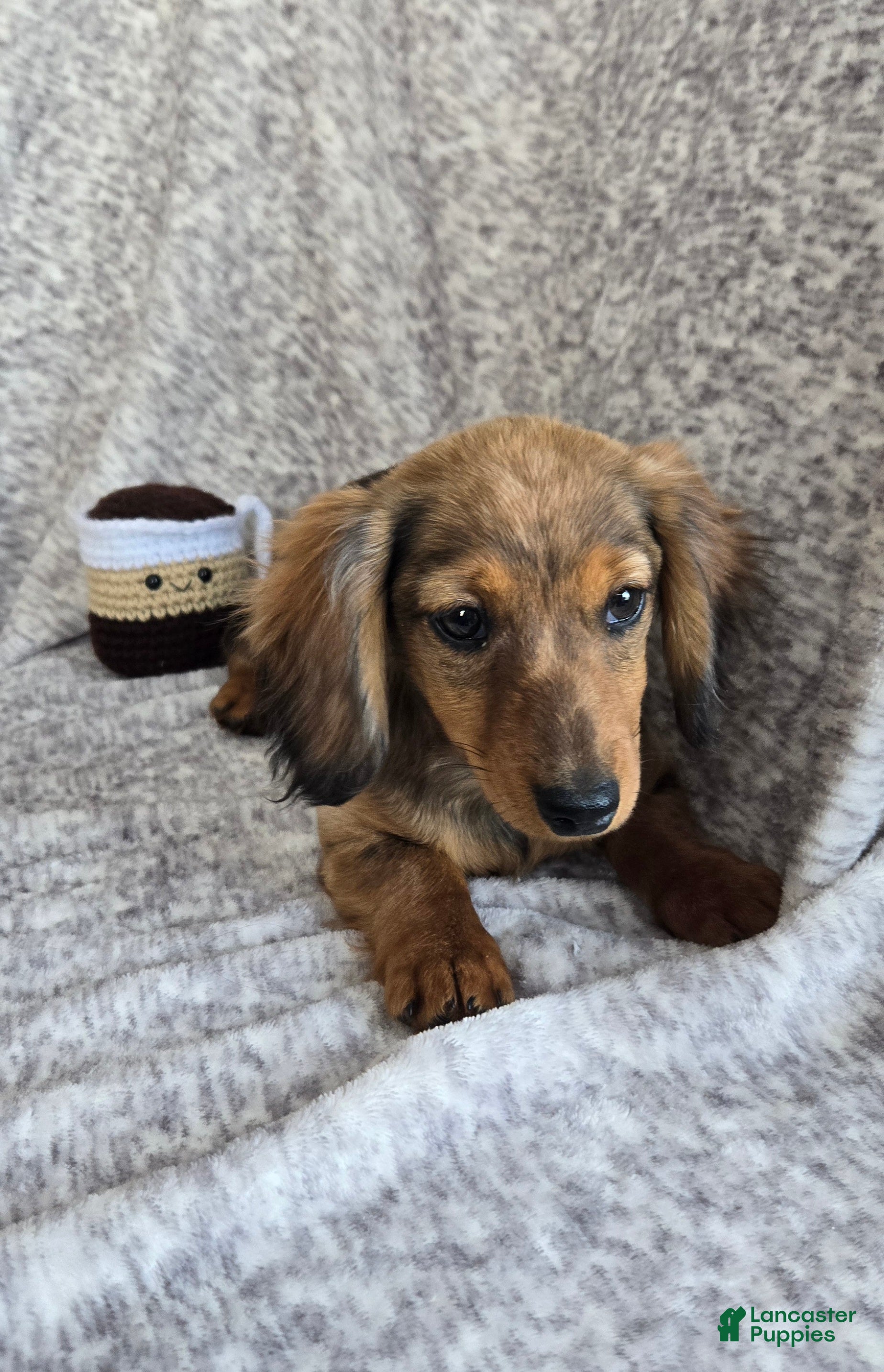 Miniature Dachshund dogs Hazelnut - Ad 18