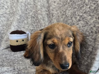 Miniature Dachshund dogs Hazelnut - Ad 26