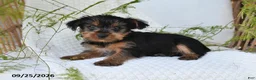 Yorkshire Terrier dogs for sale: Noelle - Ad 4
