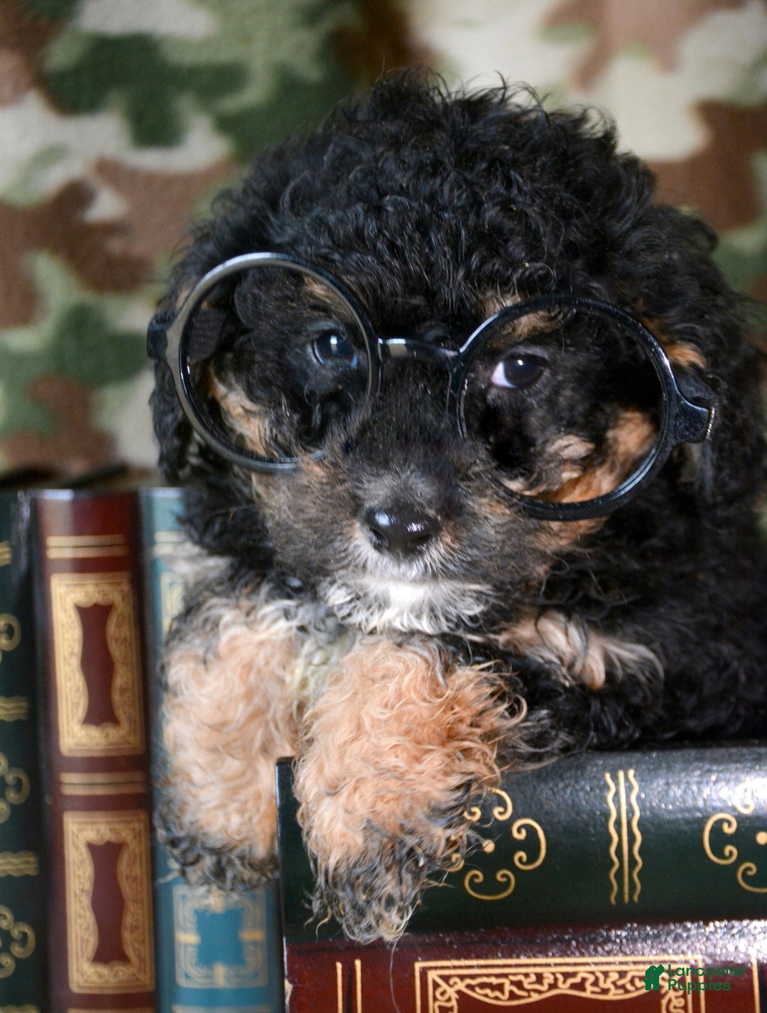 Mini Bernedoodle dogs for sale: Micro Bernedoodle Puppy 3 Bernie - Ad 1