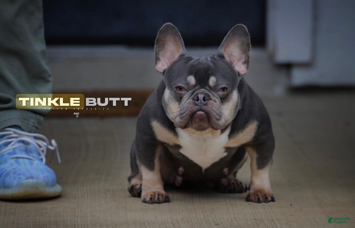 French Bulldog dogs French Bulldog Puppy 4 - Ad 2