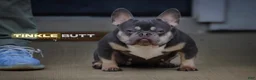 French Bulldog dogs for sale: French Bulldog Puppy 3 - Ad 3