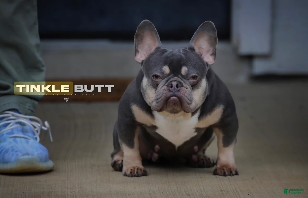 French Bulldog dogs for sale: French Bulldog Puppy 3 - Ad 3