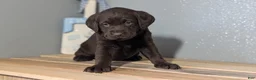 Labrador Retriever dogs for sale: Jade - Ad 8