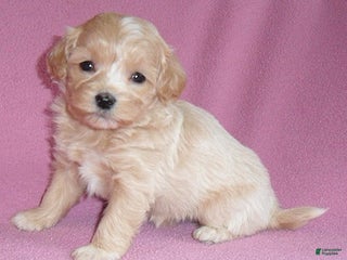 Shihpoo dogs Pixie - Ad 11