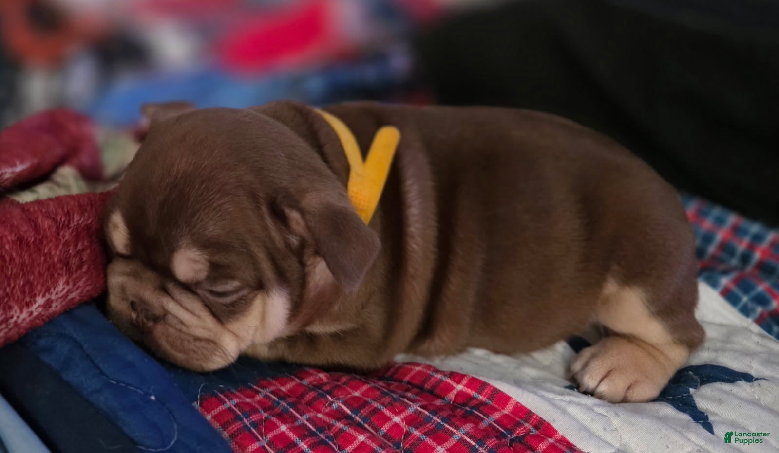 French Bulldog dogs French Bulldog Female 2 - Ad 2