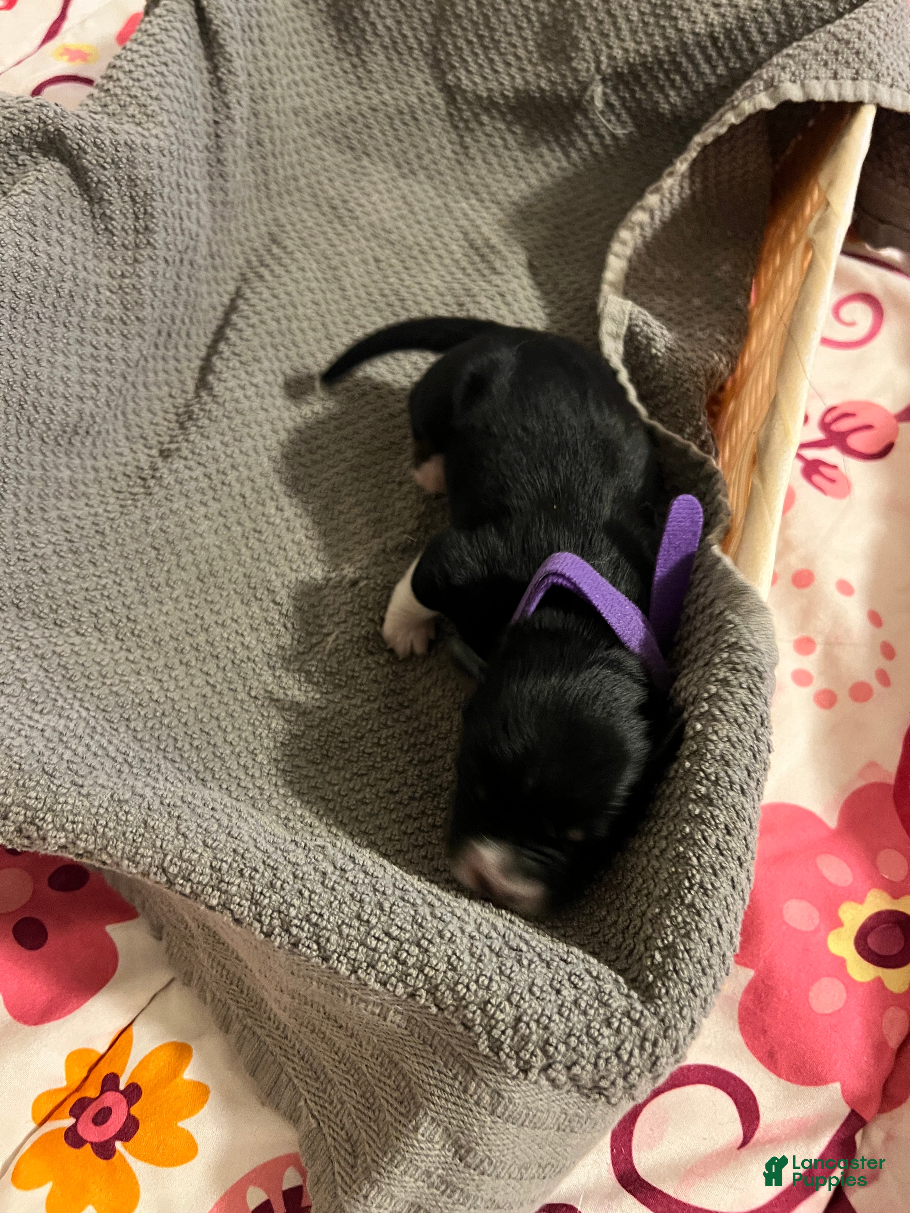 Mixed Breed dogs for sale: Purple - Ad 2