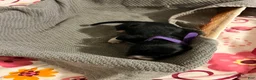 Mixed Breed dogs for sale: Purple - Ad 1