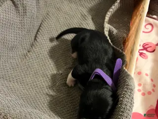 Mixed Breed dogs Purple - Ad 16