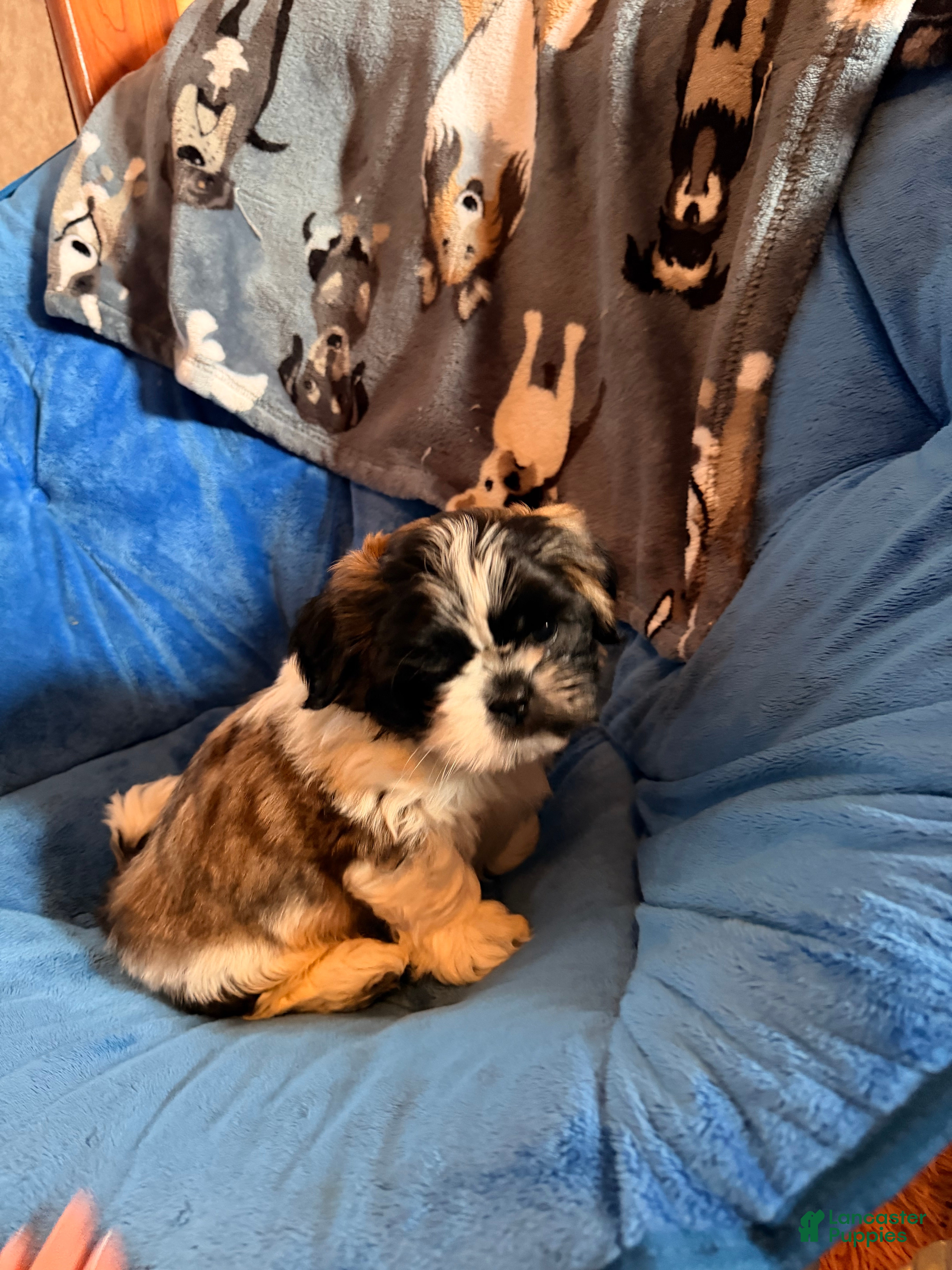 Shih Tzu dogs for sale: Dallas - Ad 1