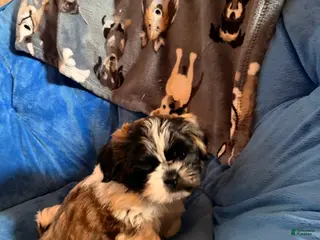 Shih Tzu dogs for sale: Dallas - Ad 1
