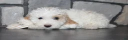 Miniature Poodle dogs for sale: Akc Jenna - Ad 4