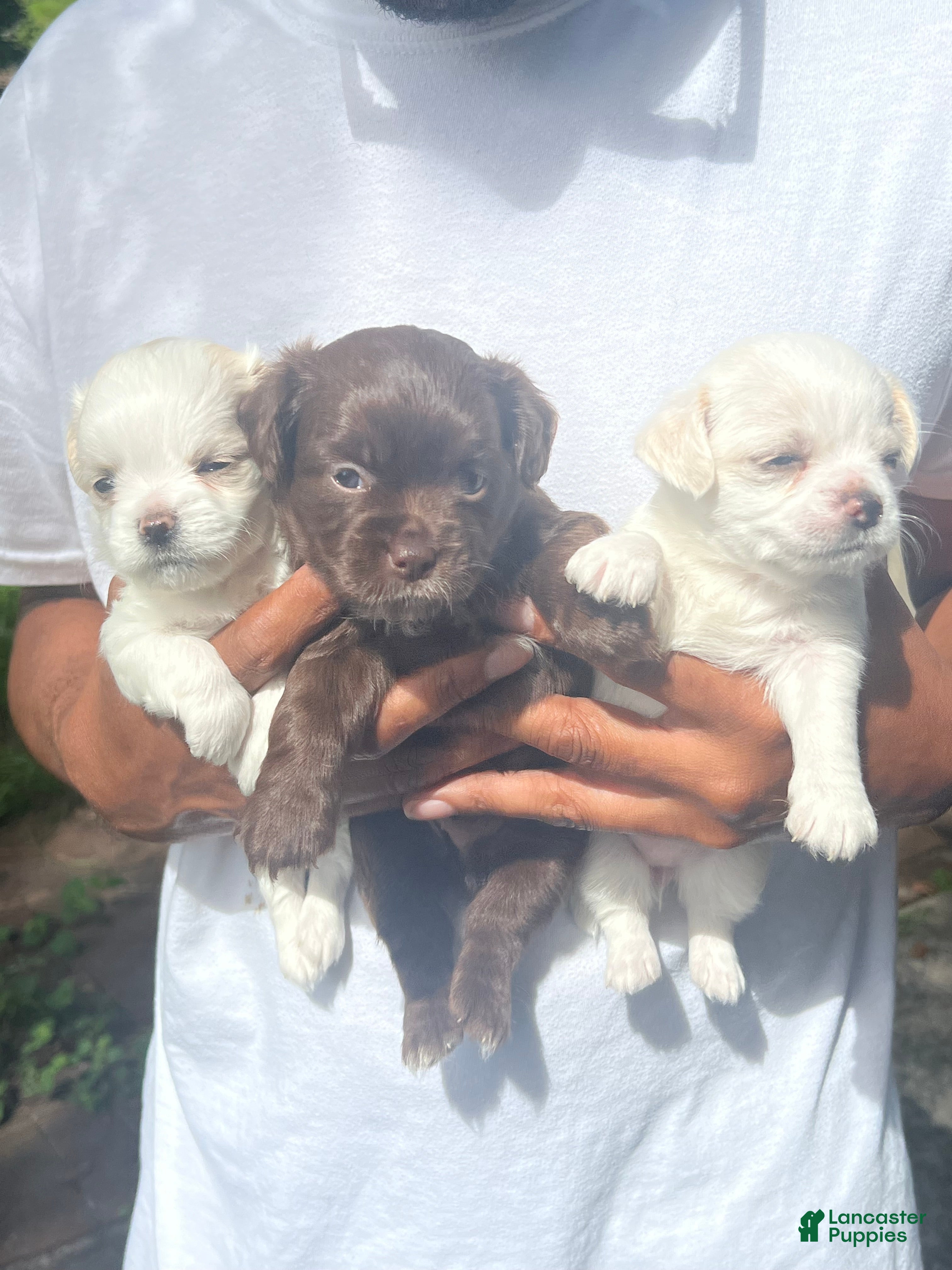 Chihuahua dogs for sale: Female White Chihuahua 1 - Ad 2