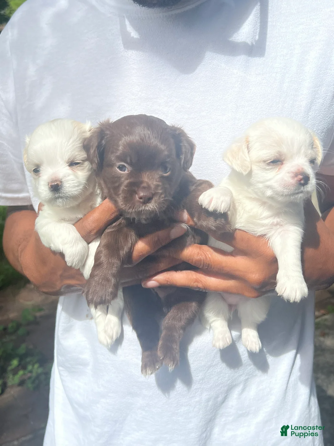 Chihuahua dogs for sale: Female White Chihuahua 1 - Ad 1