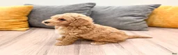 Mini Goldendoodle dogs for sale: Jasmine - Ad 7
