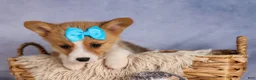 Welsh Corgi Pembroke dogs for sale: Benji🐾💙 - Ad 7