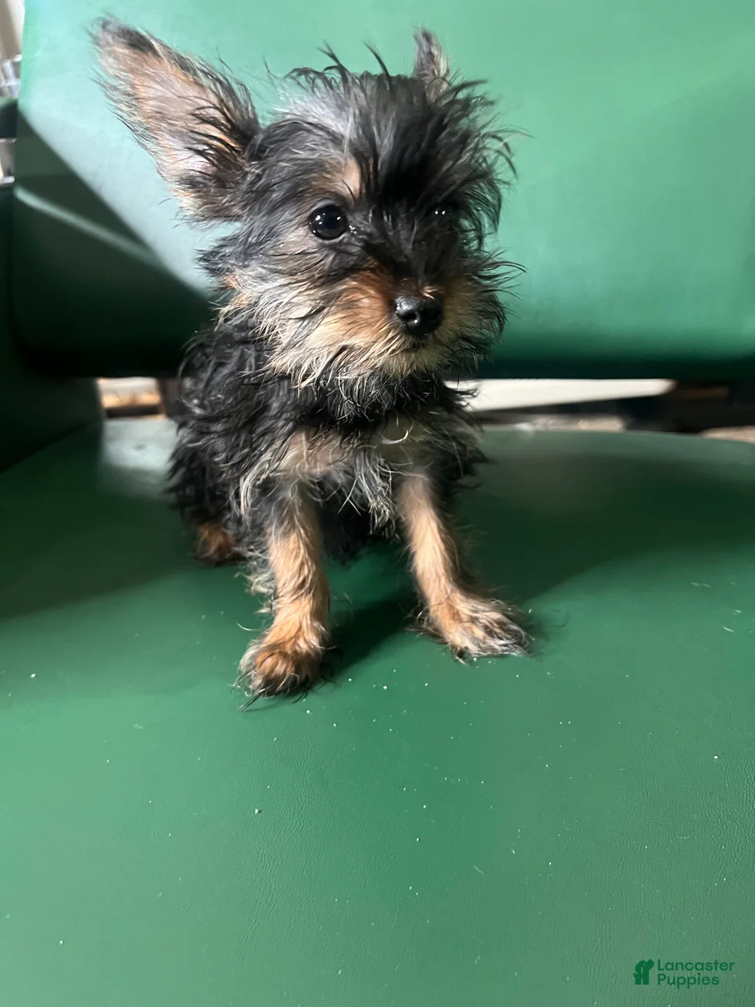 Yorkiepoo dogs for sale: Teacup Yorkie/ YorkiePin Puppy 3 - Ad 6