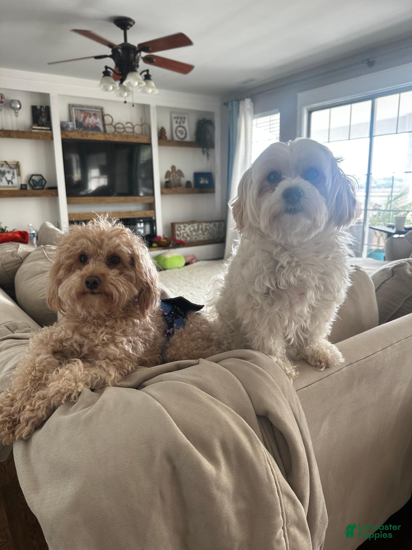 Maltipoo dogs Baby Bluey - Ad 2