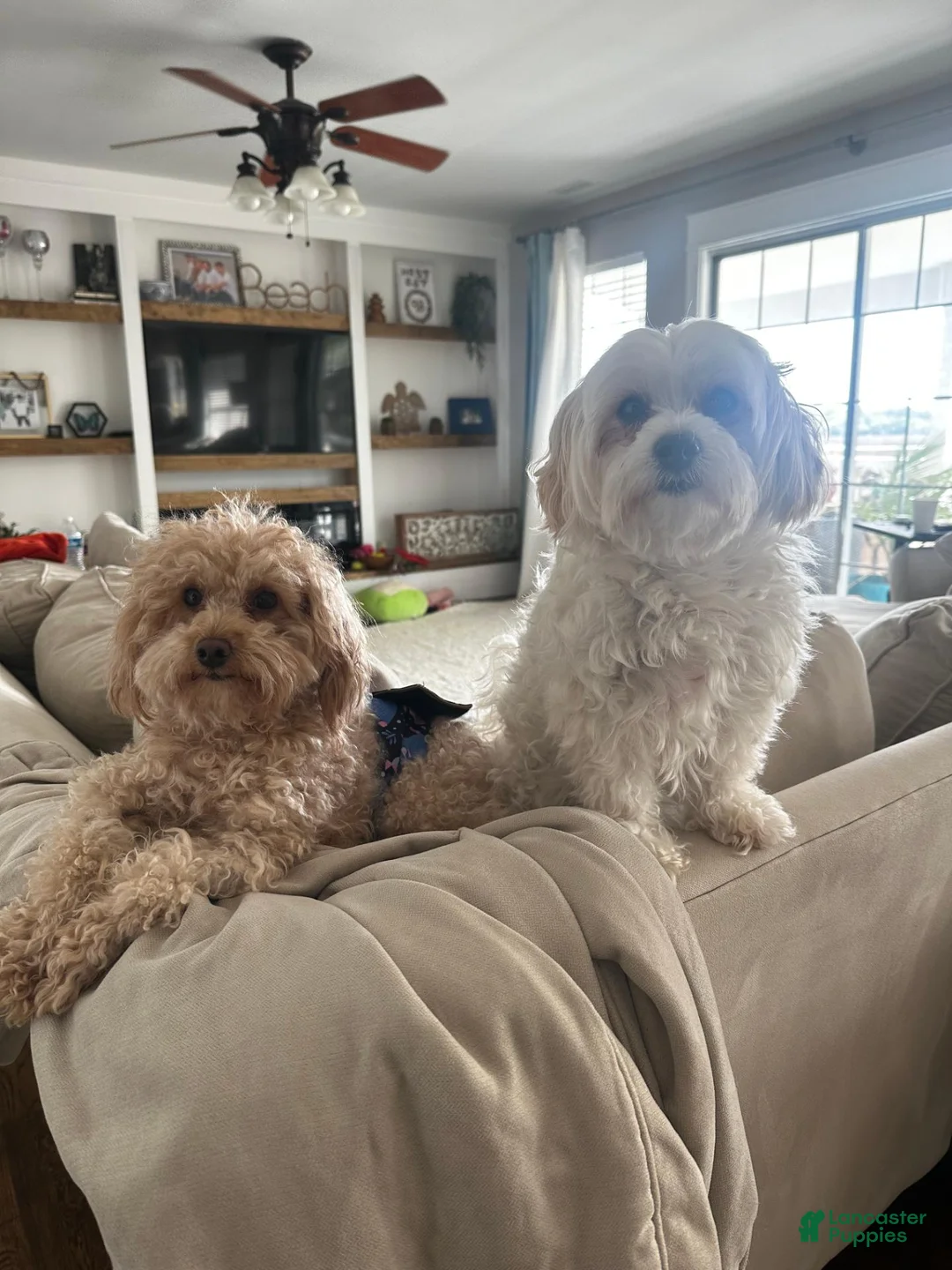 Maltipoo dogs for sale: Betsie - Ad 4