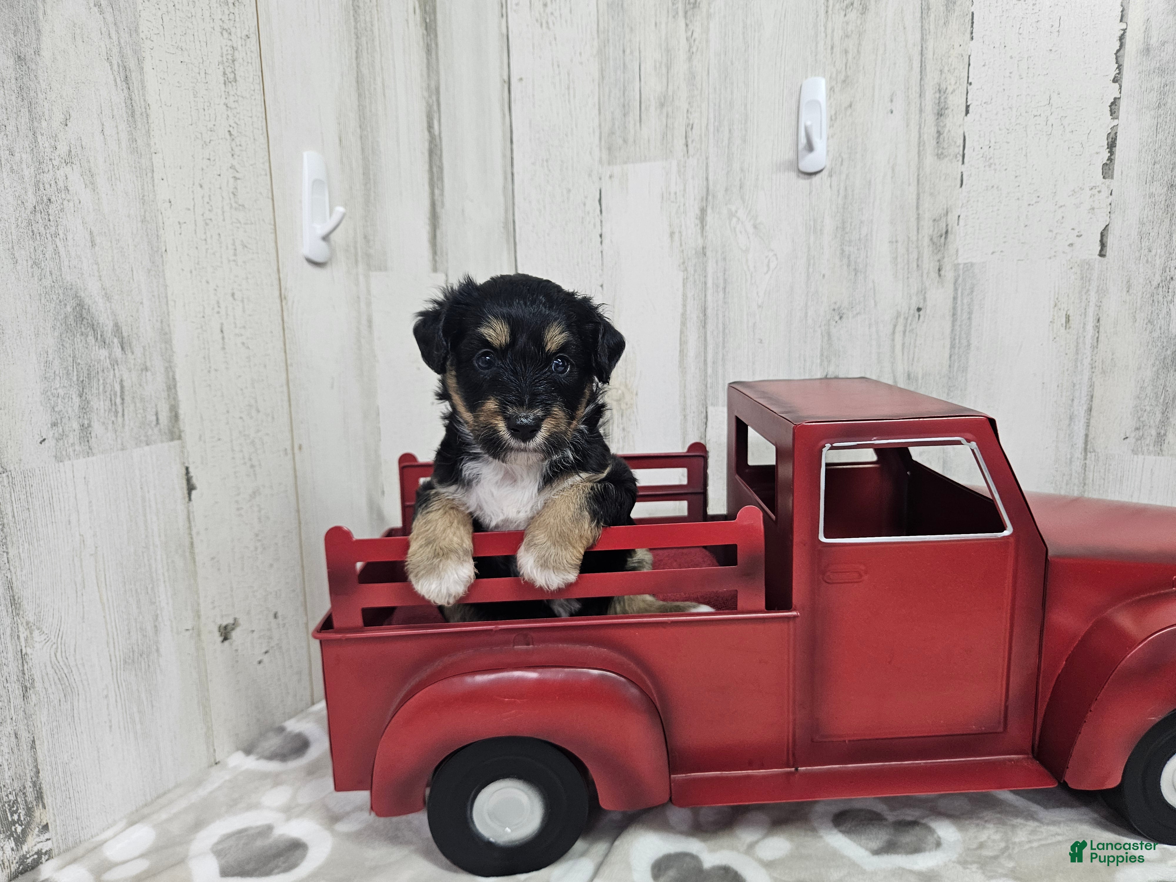 Mini Aussiedoodle dogs F1 Blackberry - Ad 40