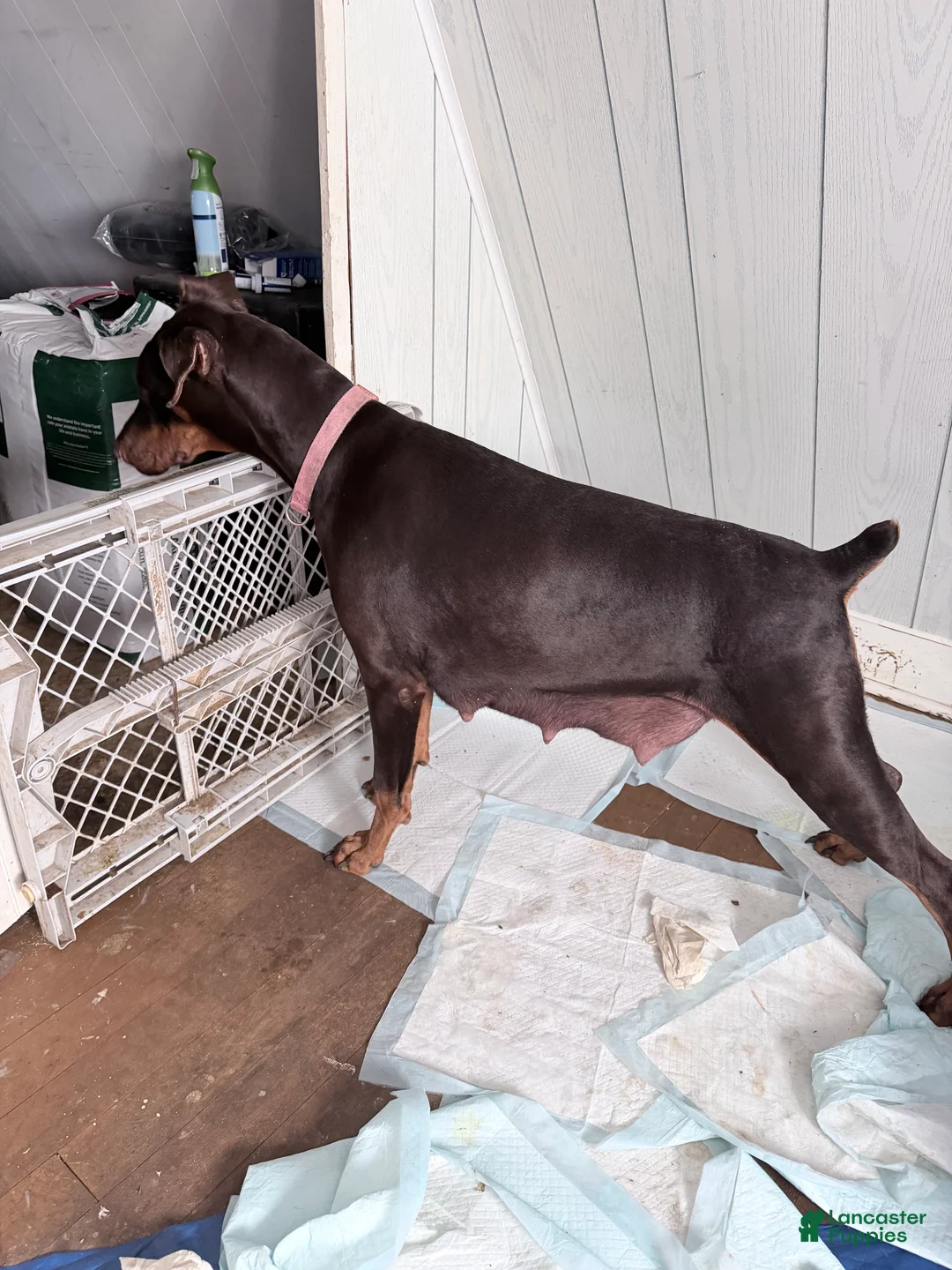 Doberman Pinscher dogs for sale: Doberman Pinscher Puppy 1 - Ad 2