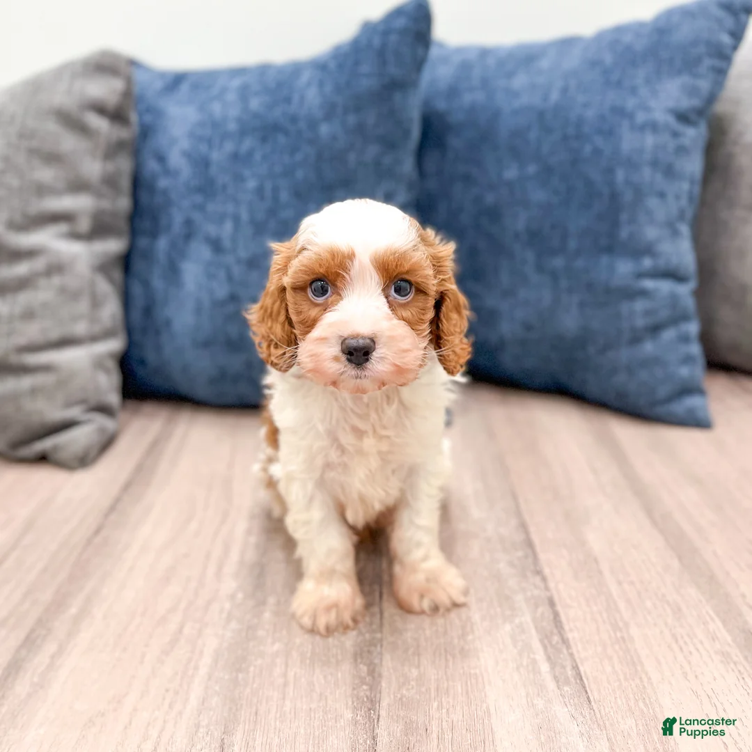 Cavapoo dogs for sale: Murphy - Ad 2