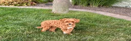 Maltipoo dogs for sale: Maltipoo Puppy 4 male  - Ad 3