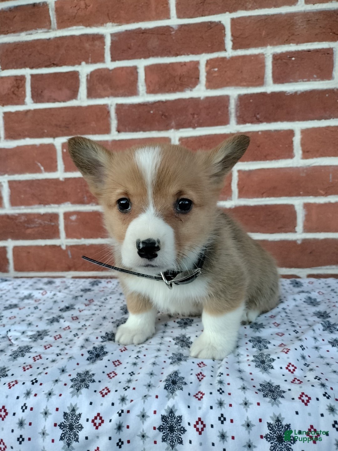 Welsh Corgi Pembroke dogs for sale: Murphy  - Ad 1