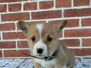 Welsh Corgi Pembroke dogs Murphy - Ad 12