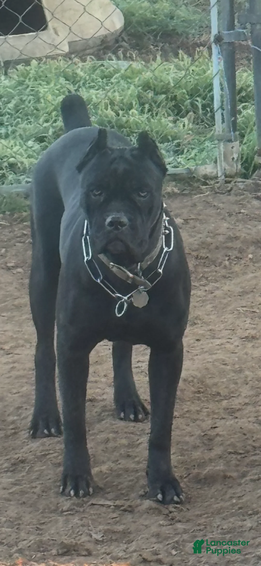 Cane Corso dogs for sale: Cane Corso Puppy 5 - Ad 2
