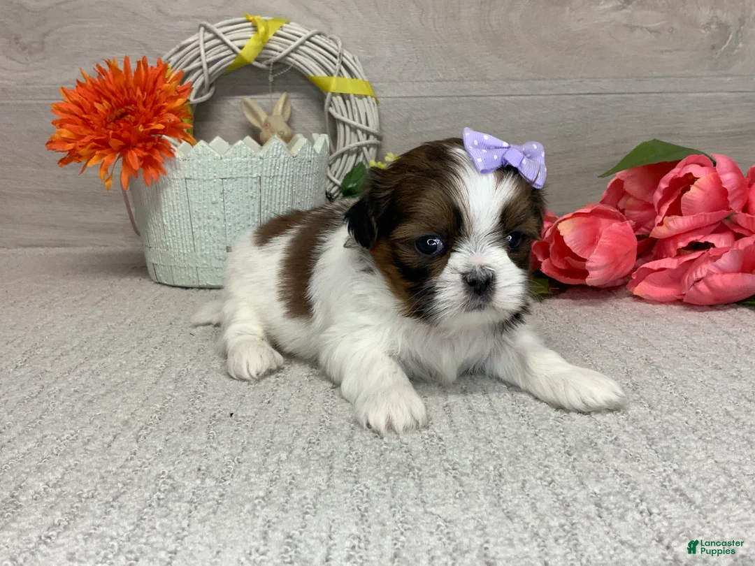 Shih Tzu dogs for sale: Lucy - Ad 2