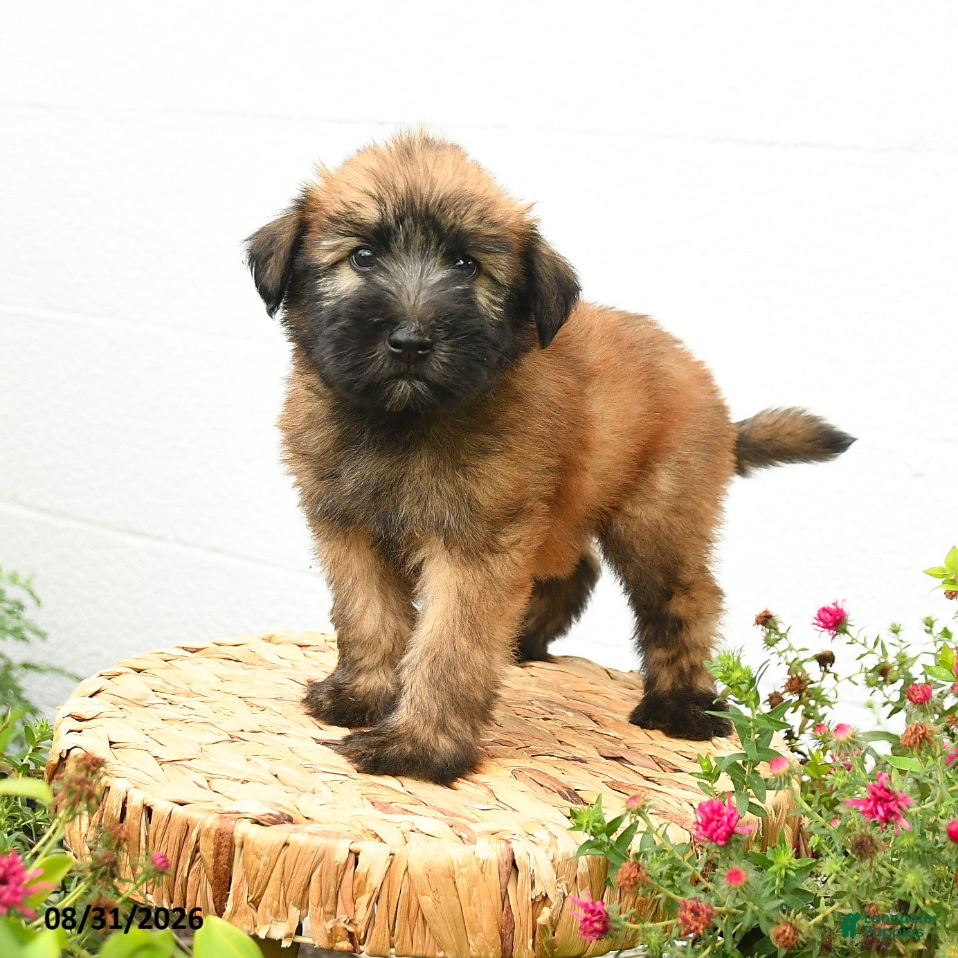 Soft Coated Wheaten Terrier dogs Chase - Ad 1