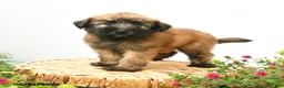 Soft Coated Wheaten Terrier dogs for sale: Chase - Ad 1