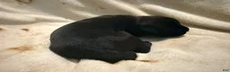 Cane Corso dogs for sale: Crowley AKC - Ad 4
