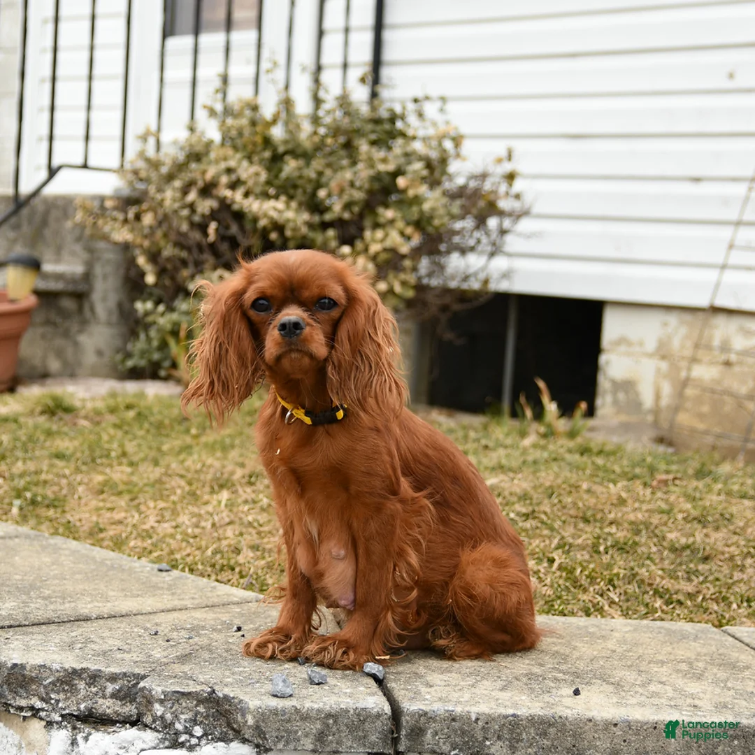 Cavalier King Charles Spaniel dogs for sale: Redhead - Ad 6