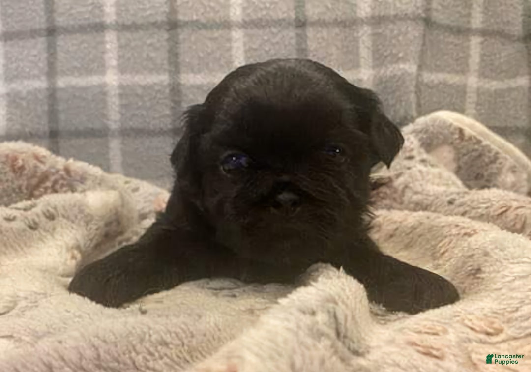 Shih Tzu dogs for sale: MAX, Shih Tzu, Male, 10 weeks, AKC Champion Blood Line - Ad 4