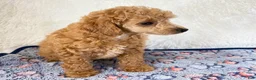 Toy Poodle dogs for sale: Bear - Ad 7