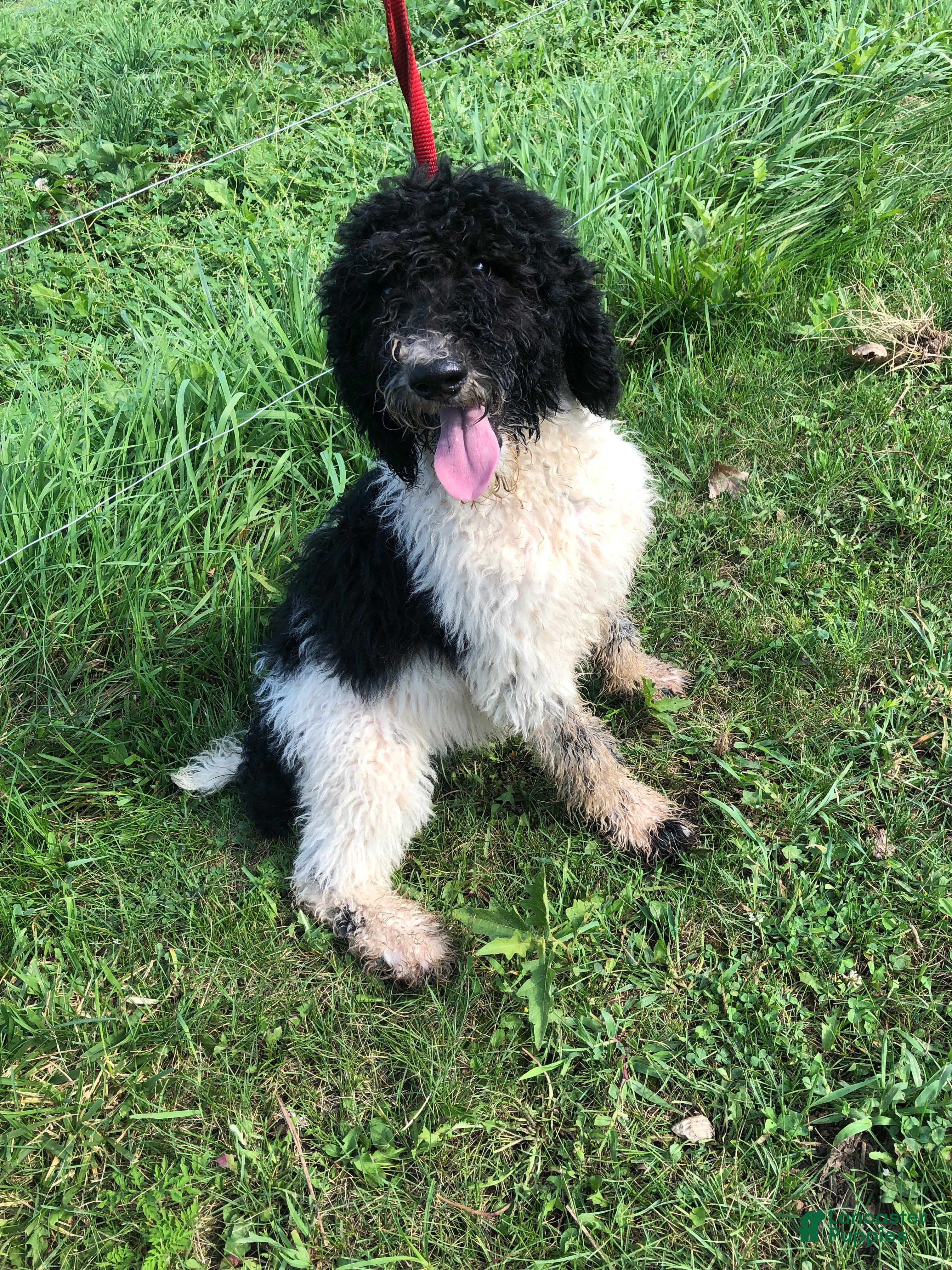 Goldendoodle dogs Oreo - Ad 1