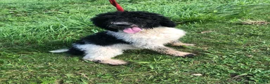 Oreo