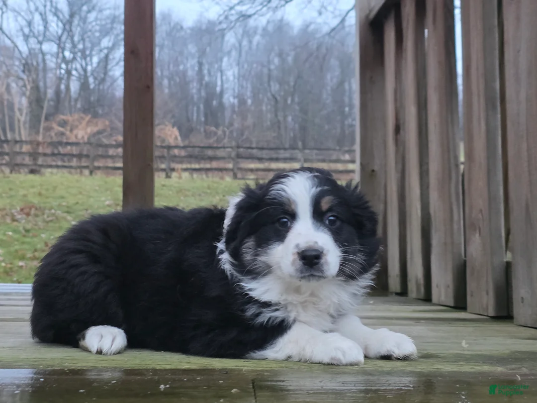 Australian Shepherd dogs for sale: Hazel - Ad 2