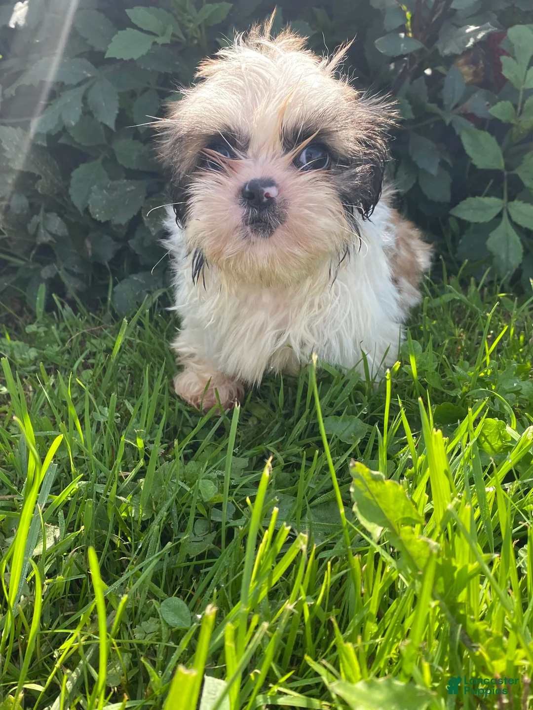 Shih Tzu dogs for sale: Max - Ad 12